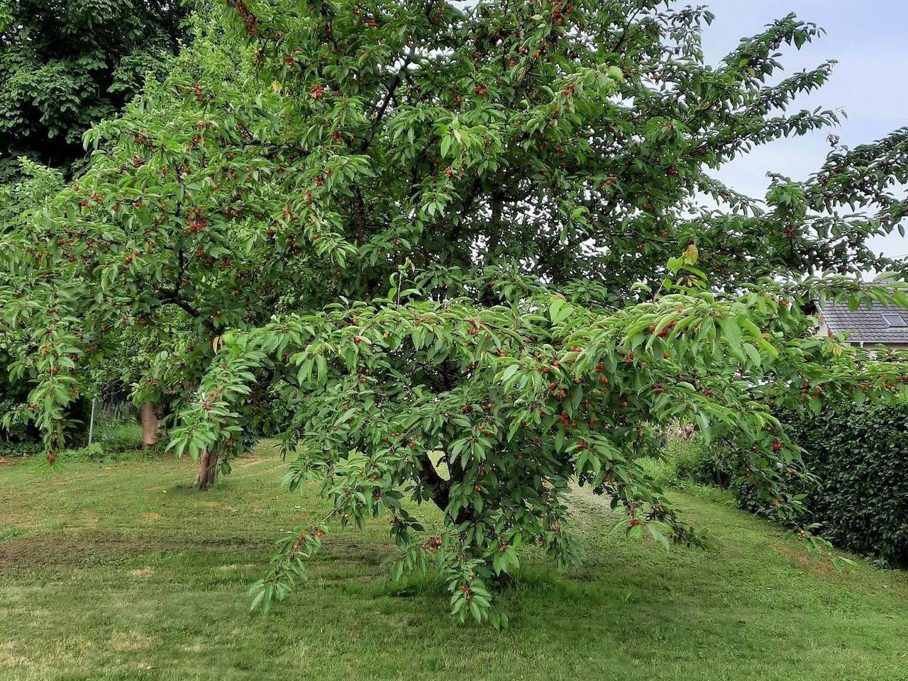 Ganze Ferienwohnung, Ferienwohnung Kirschenknupp - Appartement/Fewo, Dusche, Wc, 2 Schlafräume in Perl, Saar-Nahe-Bergland