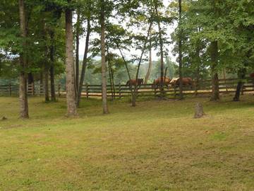 Log Cabin for 6 Guests in Georgia, USA, Picture 4