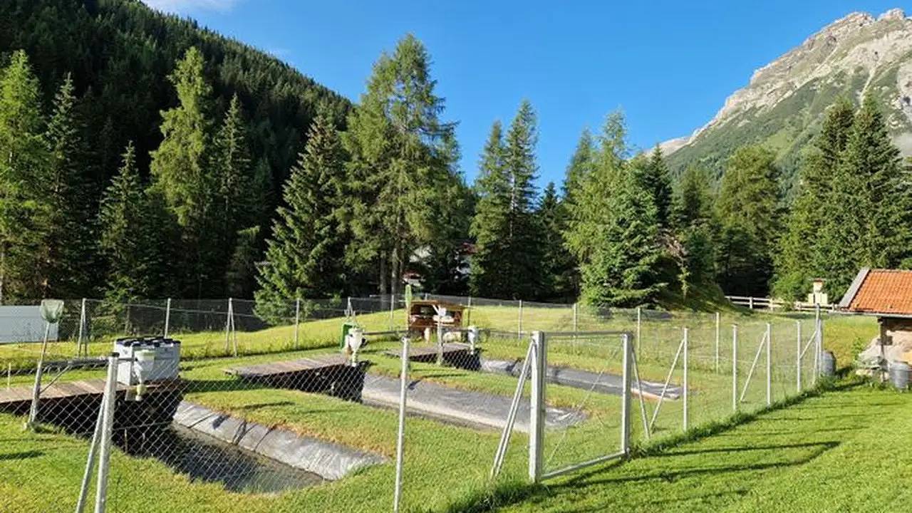 Ganze Ferienwohnung, Ferienwohnung für 5 Personen (55 m²) in Obernberg am Brenner in Stubaier Alpen, Obernberg am Brenner