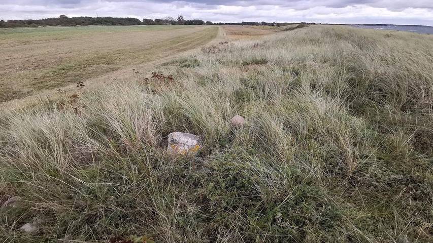 Ferienhaus für 7 Personen, mit Terrasse, mit Haustier in Dannemare - 4