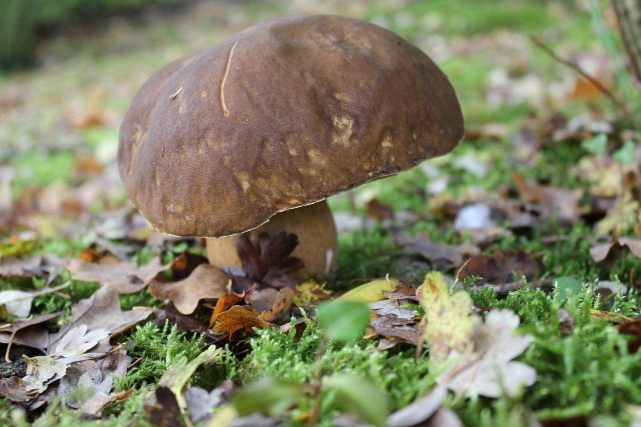 Chambres d'hôtes La Brillève in Lamotte-Beuvron, Sologne