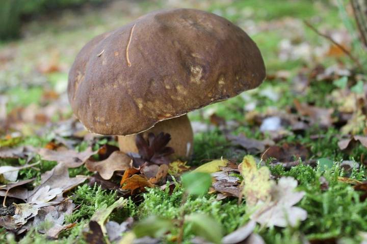 Location de vacances pour 3 personnes, avec jardin et vue à Lamotte-Beuvron - 2