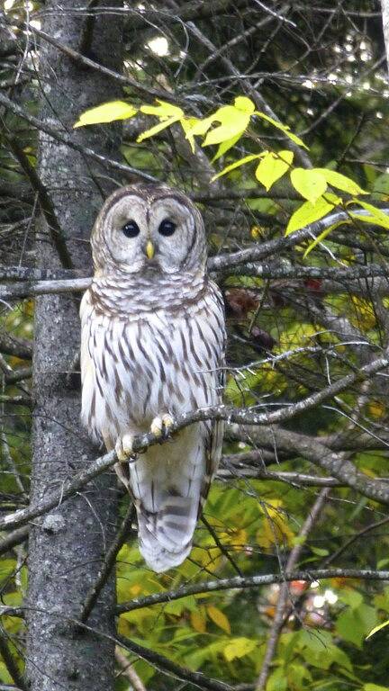 Ganze Wohnung, Best Deal in Almost Heaven !! in Snowshoe, Greenbrier River