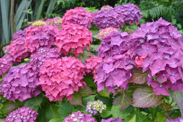 Chambre d’hôte pour 2 personnes, avec vue et jardin à Killarney - 2