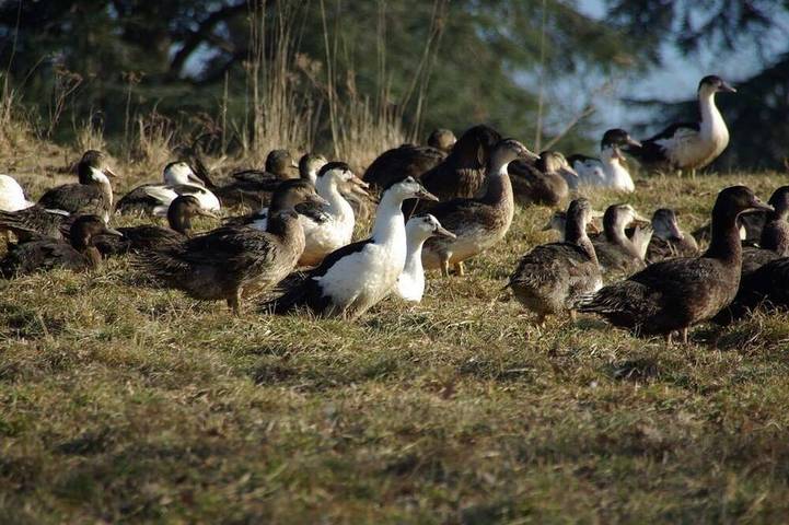 1 Week From 205 Euros For 2 in Cours-de-Pile, Périgord Pourpre