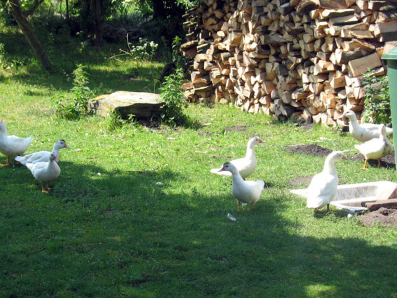 Ganze Ferienwohnung, Ferienwohnungen an der Mühle Familie Saathoff - Ferienwohnung Obergeschoss in Altensien, Sellin