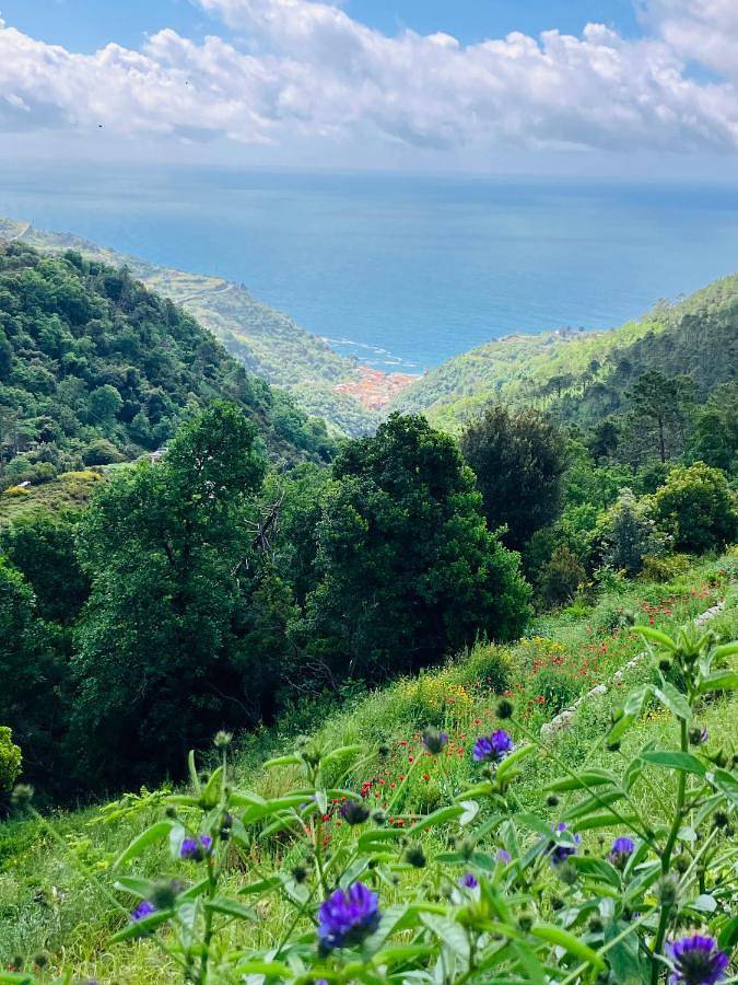 Homestay voor 3 personen, with Terras and Tuin as well as Uitzicht in de Cinque Terre