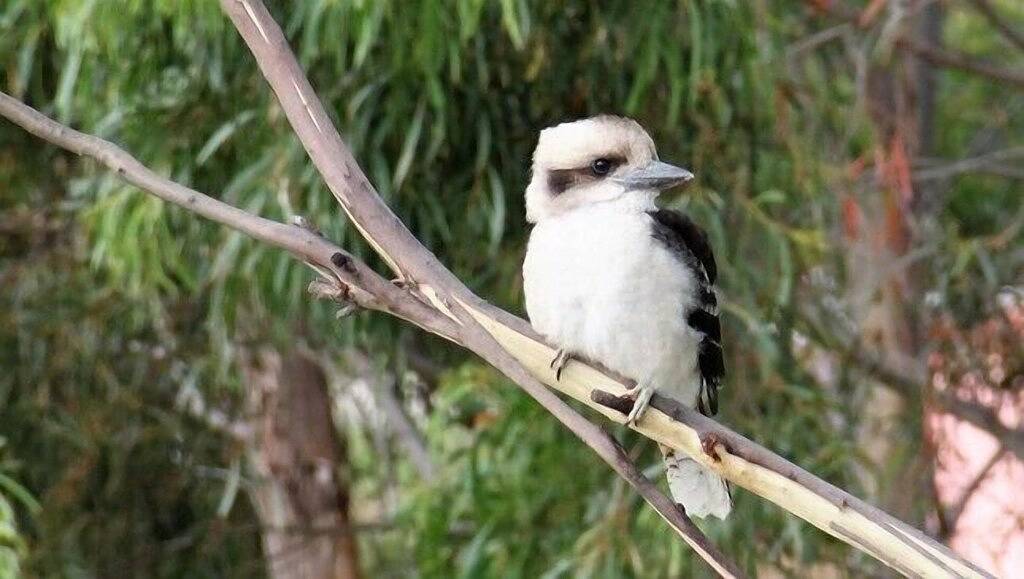 Dolphin Lookout Hütte mit Blick auf Binalong Bay in Tasmanien
