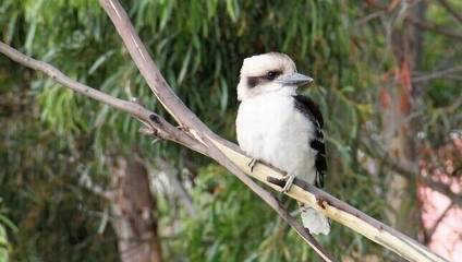 Cottage for 6 People in Tasmania, Australia, Photo 2
