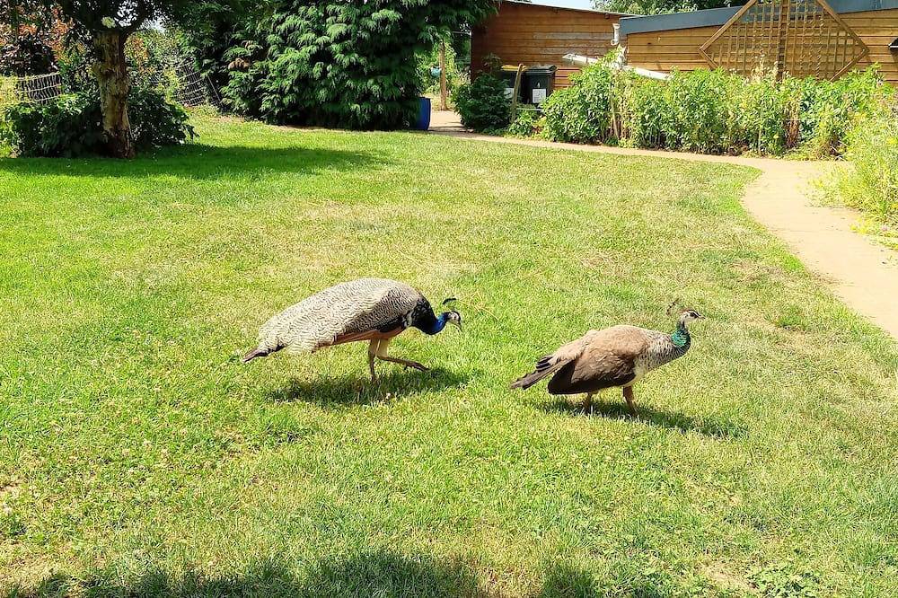 Chambre d'Hôtes familiale à Nostang où les animaux de compagnie sont acceptés in Nostang, Côte des Mégalithes