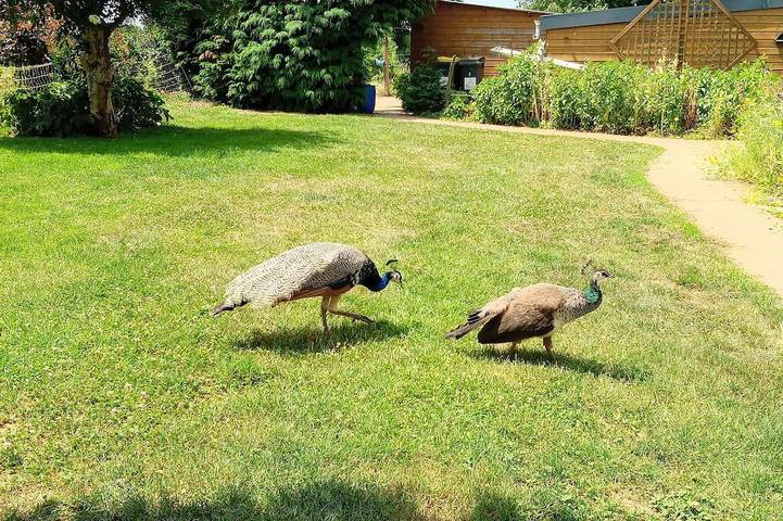 Location de vacances pour 3 personnes à Nostang - 2