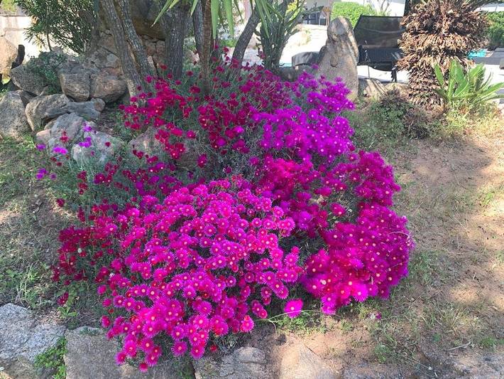 Chambre d’hôte pour 4 personnes, avec jardin et piscine en Corse - 3