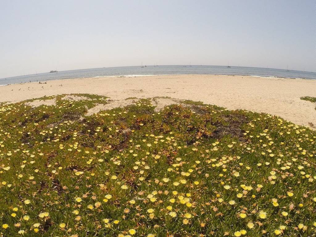 Ganze Wohnung, Mariposa- One Bedroom Wohnung; süßen Wochenende durch den Strand! neu renovierten Schönheit in Santa Barbara, Santa Barbara County