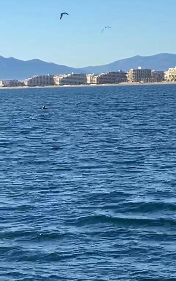Gîte pour 3 personnes, avec balcon et vue dans Casino Du Canet En Rousillon - 2