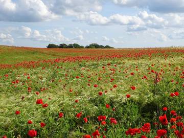 Ferienhaus für 6 Personen in Kongsmark Strand, Slagelse, Bild 3
