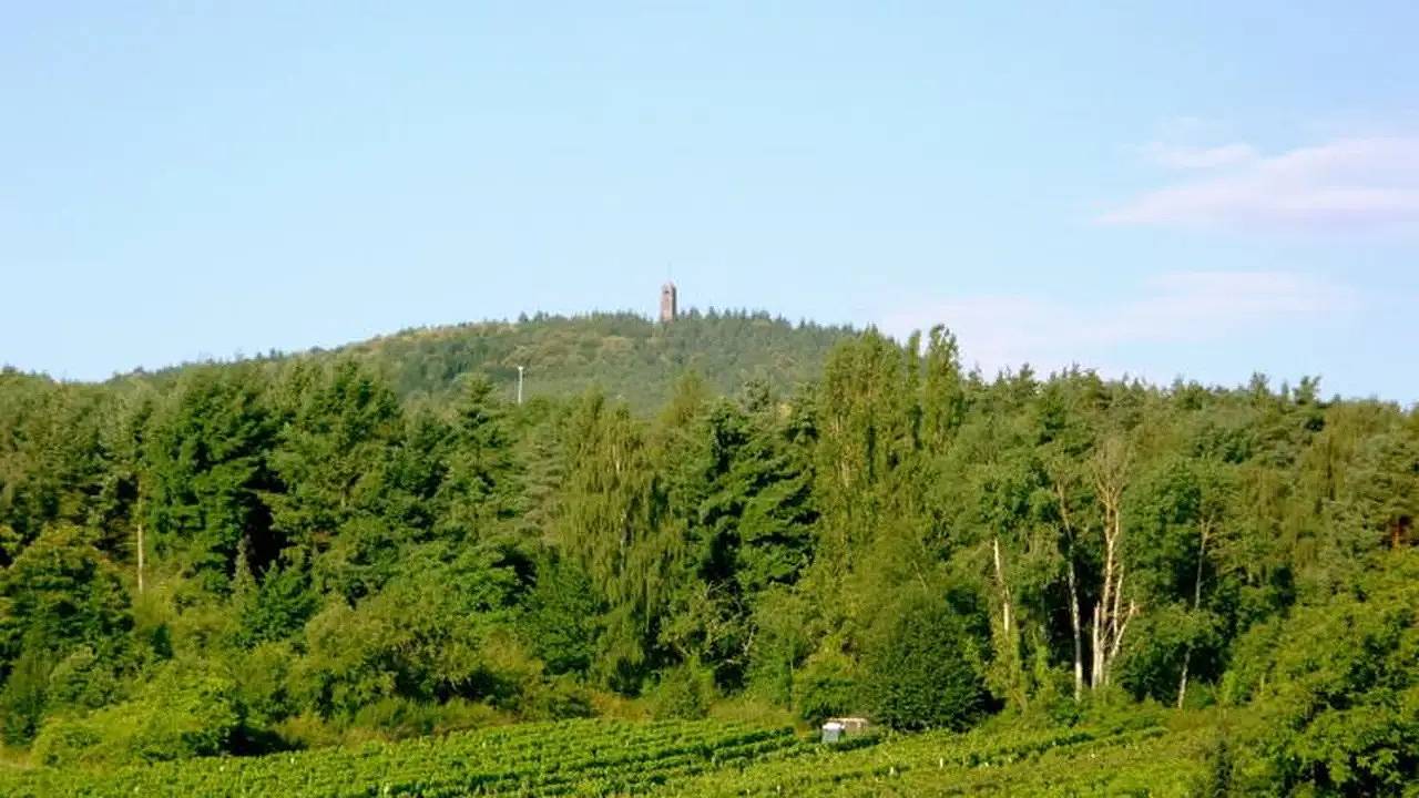 Entire holiday apartment, Ferienwohnung für 6 Personen (75 m²) in Bad Dürkheim in Bad Dürkheim, Pfälzer Rheinebene