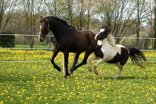 Location de vacances pour 2 personnes, avec terrasse et jardin dans Segré-en-Anjou-Bleu - 2