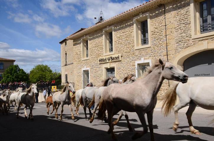 Hôtel pour 4 personnes, avec piscine et terrasse, animaux acceptés à Gallargues-le-Montueux - 3