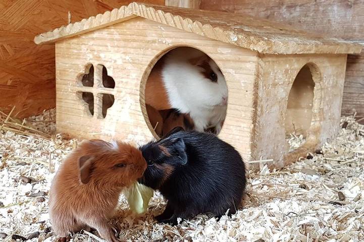 Ganze Wohnung, 110qm großes, freistehendes Holzhaus mit 3 Schlafräumen in Neunburg vorm Wald, Naturpark Oberpfälzer Wald