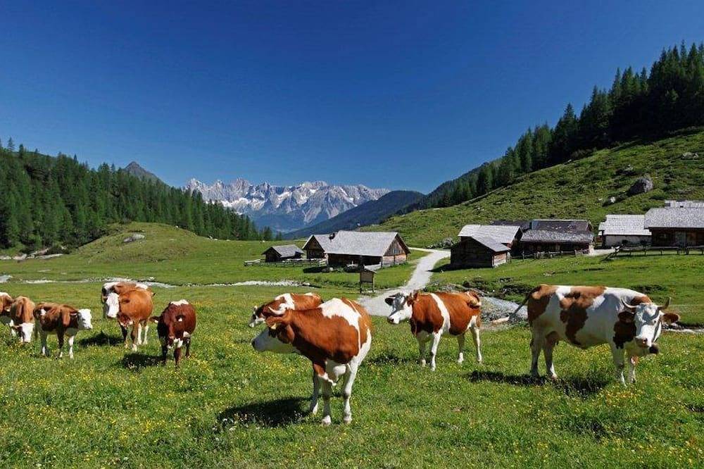 Ganze Wohnung, Appartement Helga - Appartement/Fewo, Toilette und Bad/Dusche getrennt in Schladming, Schladming-Dachstein