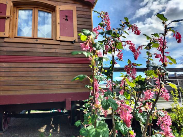Gîte pour 4 personnes, avec terrasse, animaux acceptés à Rochefort-Montagne