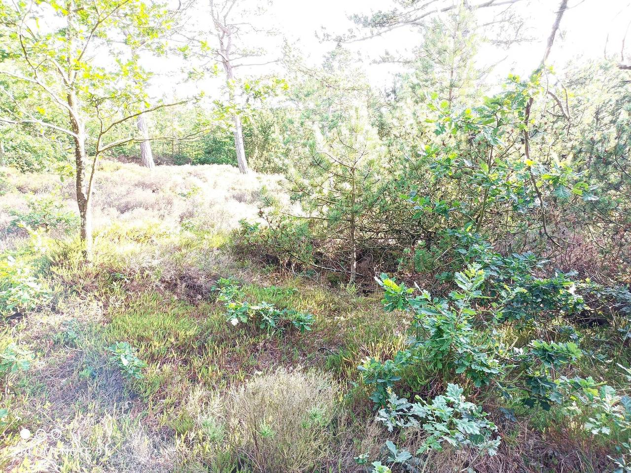 6 persoons vakantie huis in Rømø-By Traum in Bolilmark, Rømø