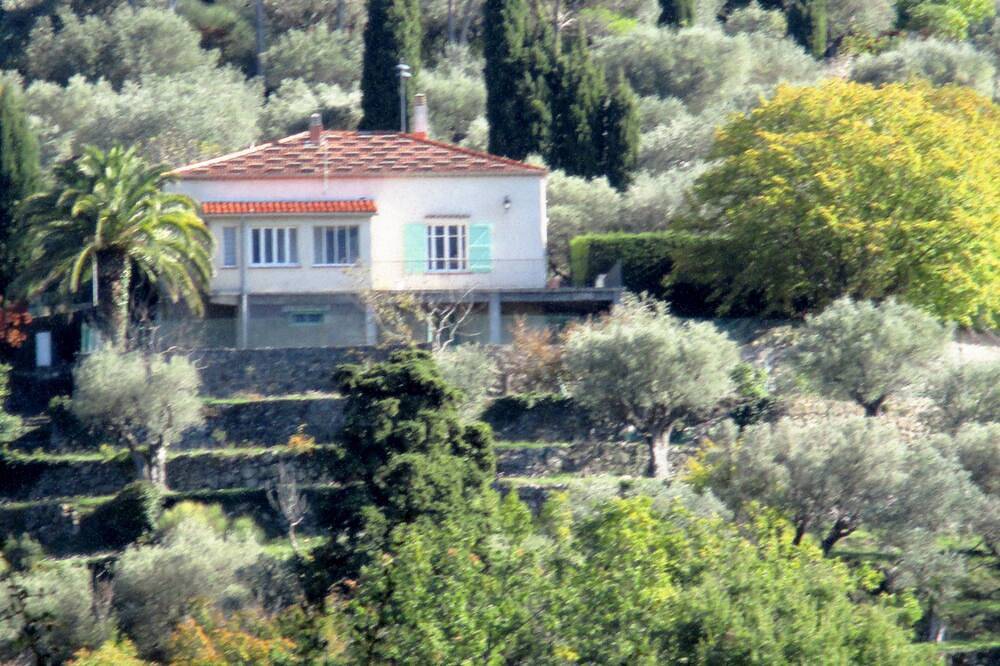 Cedro verde. preservar un entorno in Fayenza, Region de Draguignan