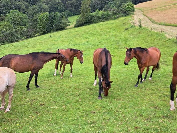 Ferienwohnung für 2 Personen, mit Garten in Oberzent - 4