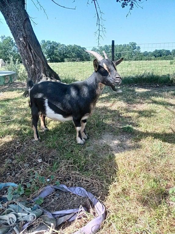 Chambres d'hôtes "le Cocon Vendéen" - Suite familiale " La Vendéenne " in Saint-André-Goule-d'Oie, Vallée de la Loire
