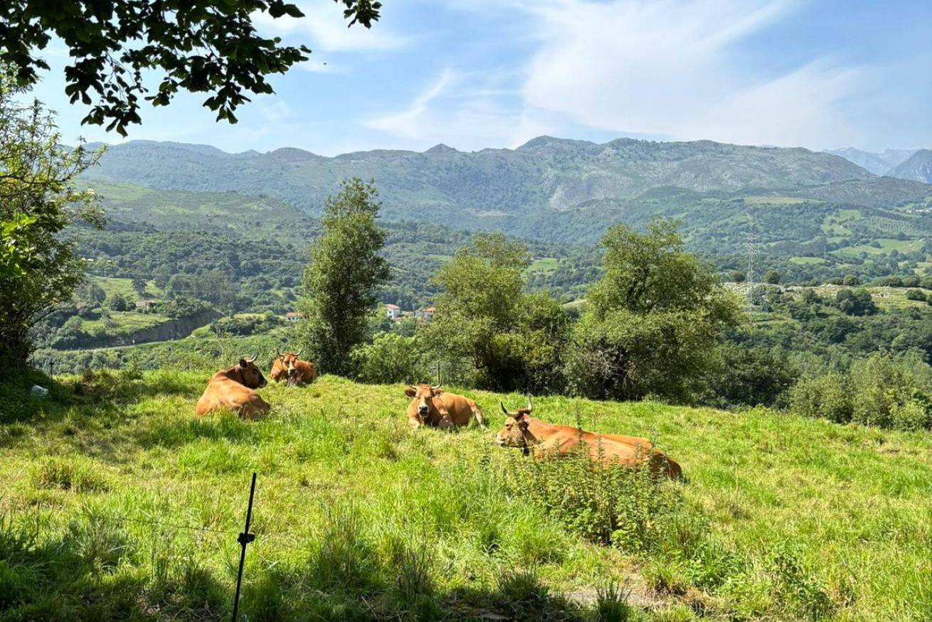 Ferienhaus für 6 Personen mit Balkon/Terrasse in Peñamellera Baja, Costa Verde (Spanien)