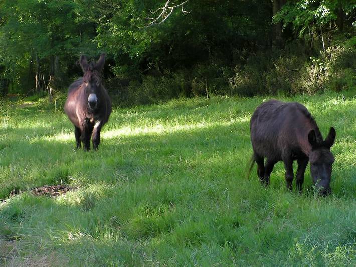 Gîte pour 4 personnes, avec piscine, animaux acceptés en Vendée - 3