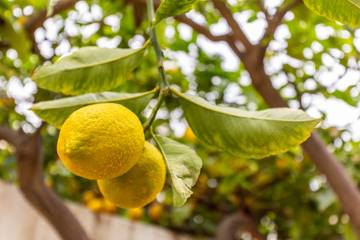 Ferienhaus in Palma, Mallorca Westen für 6 