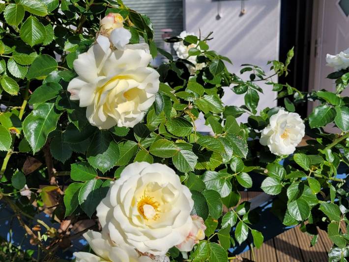Ferienhaus für 4 Personen, mit Garten und Terrasse, mit Haustier in Koserow - 3