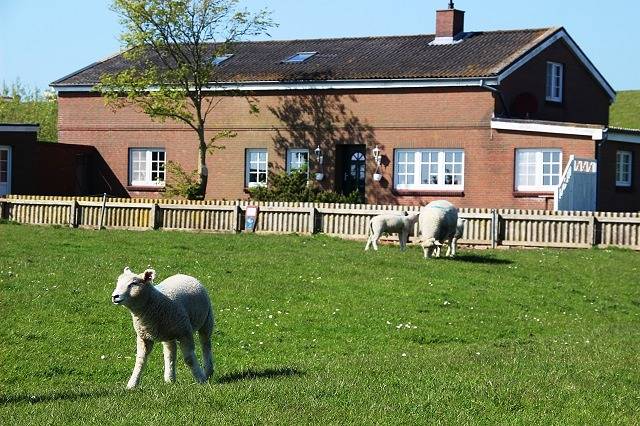 Ferienwohnung für 2 Personen, mit Terrasse und Ausblick sowie Garten in Pellworm - 2