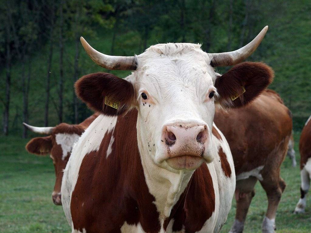 Rinkenbachhof Komfortable Ferienresidenz in Schenkenzell, Kinzigtal