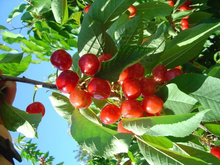 Casa rural para 7 personas, con terraza, Se admiten mascotas en Benifallet