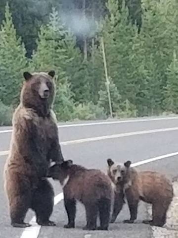 Log Cabin for 6 People in Cody (WY), Absaroka Range, Photo 2
