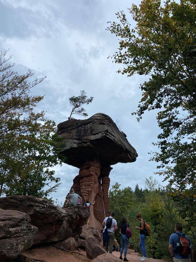 Ferienwohnung für 3 Personen, mit Terrasse und Ausblick in Annweiler - 4