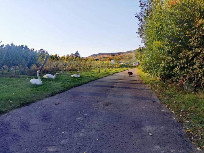 Camping für 5 Personen, mit Garten und Ausblick in Rheinland-Pfalz - 4