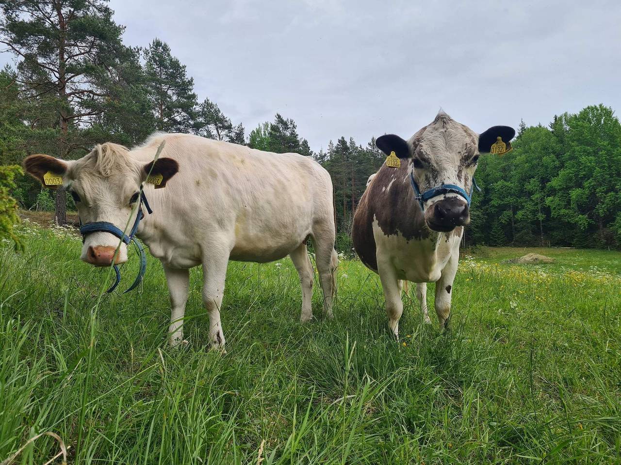 5 Personen Ferienhaus in Mellösa in Flen
