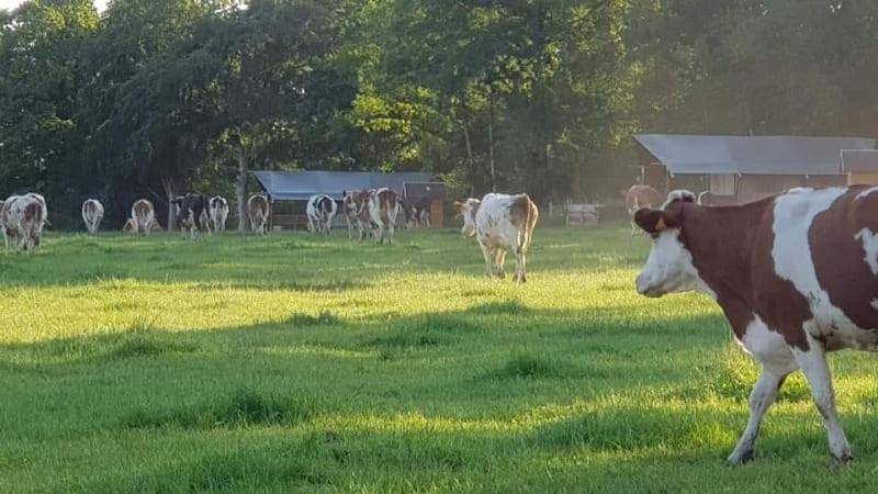 Glamping des 2 Marguerites in Bazoches-au-Houlme, Région d'Argentan