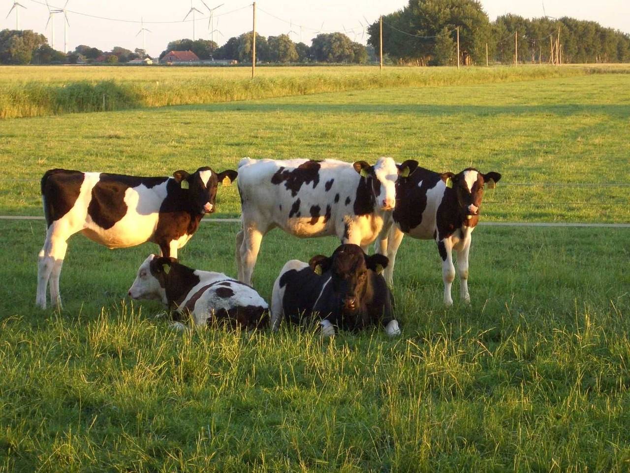 Ferienhof Mittag - Rapsblüte in Werdum, Landkreis Wittmund
