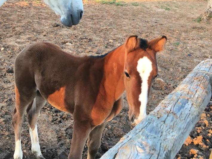 Gîte pour 2 personnes, avec jardin et piscine, animaux acceptés à Utrera - 2