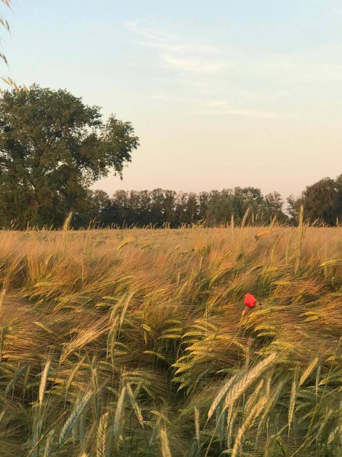 Ferienhaus für 6 Personen, mit Ausblick und Garten, mit Haustier in Danzig - 2