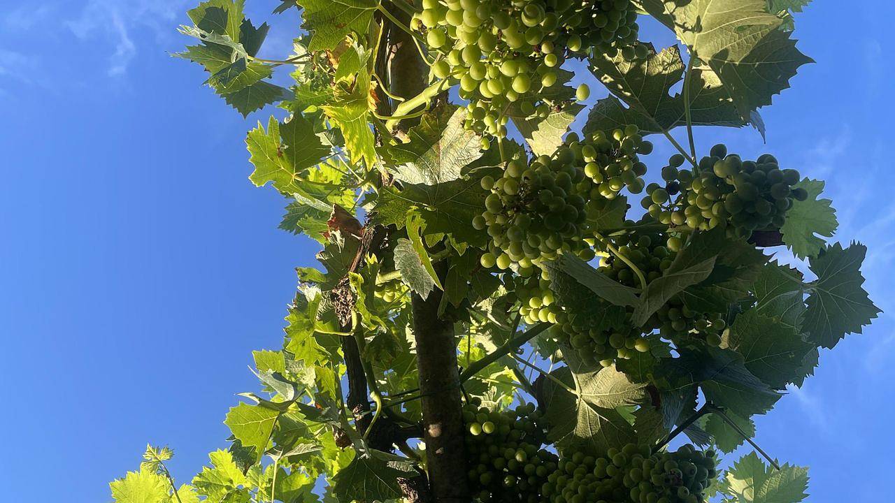 Apartamento vacacional entero, Ferienwohnung für 4 Personen (85 m²) in Ober-Flörsheim in Ober-Flörsheim, Kurpfalz