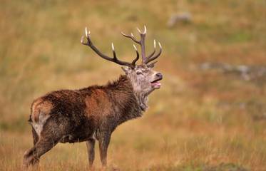Glamping for 6 People in Dumfries and Galloway, Lowlands, Photo 4