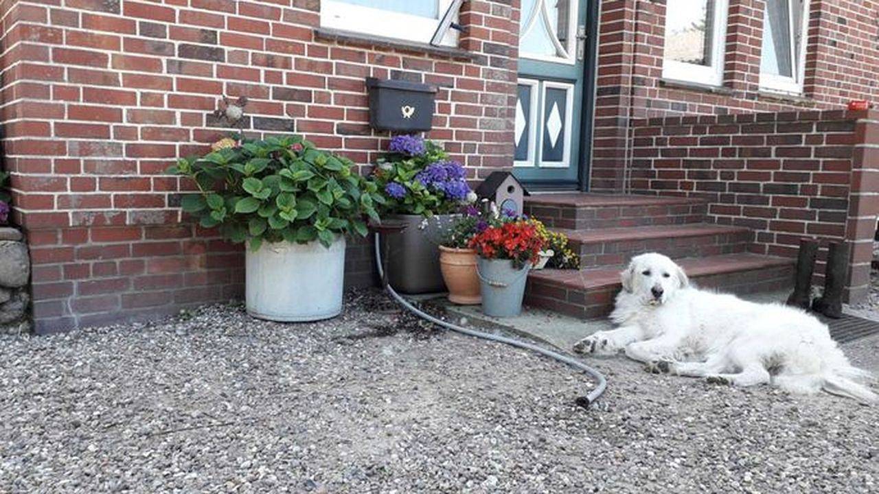 Ganze Ferienwohnung, Ferienwohnung für 4 Personen (60 m²) in Nieblum in Alkersum, Föhr
