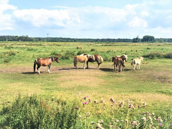 Pommernhof am Stettiner Haff in Warsin, Vogelsang-Warsin