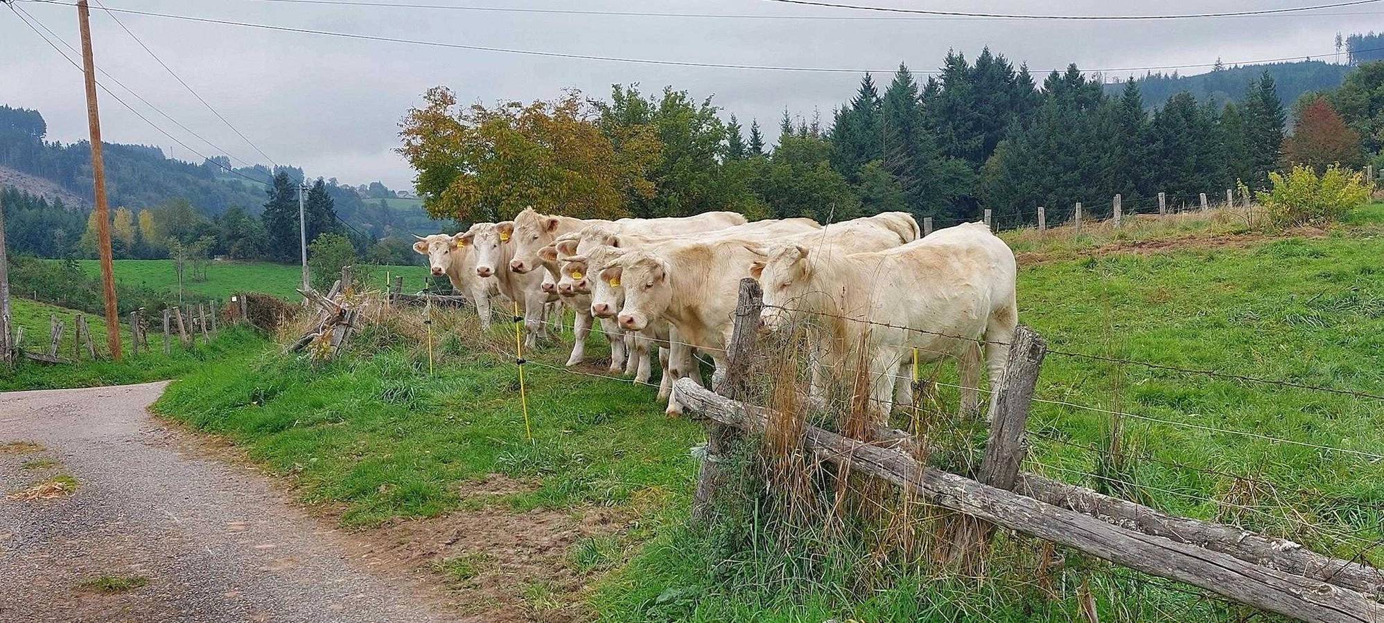Le Coq en Bois in Anglure-sous-Dun, Région de Charolles