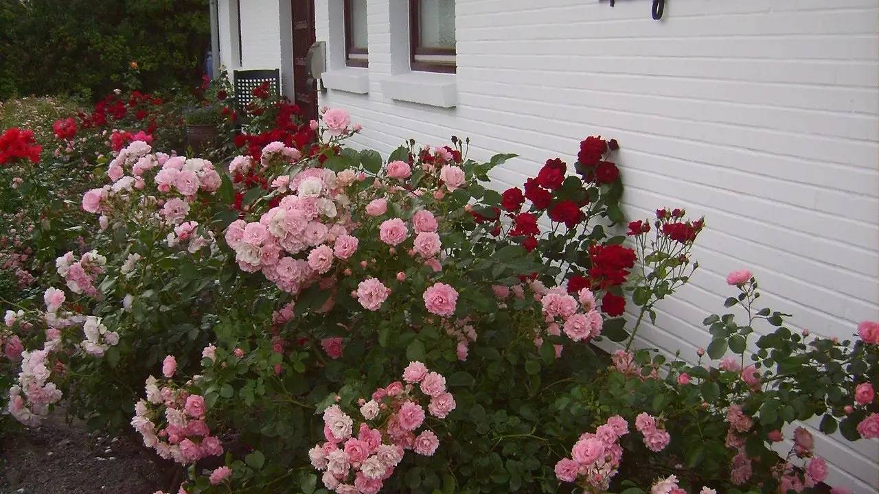 Ganze Ferienwohnung, Ferienwohnung für 2 Personen (28 m²) in Dagebüll in Dagebüll, Nordfriesland